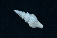 藏品(捲管螺)的圖片